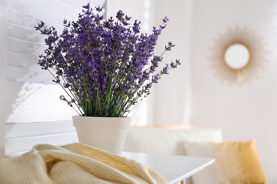 Hoa oải hương sẽ mang hương thơm nhẹ nhàng cho không gian phòng ngủ