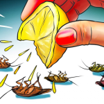 diệt gián bằng cách nào
